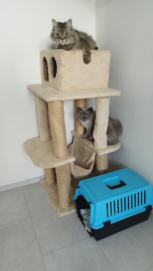 Adéla- petsitter Brandýs nad Labem-Stará Boleslav or Pet nanny for dogs cats