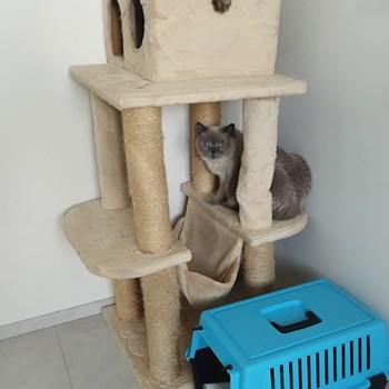 thumbnail petsitter Brandýs nad Labem-Stará Boleslav or pet nanny for dogs cats