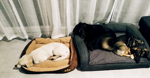 Adéla- petsitter Brandýs nad Labem-Stará Boleslav or Pet nanny for dogs cats