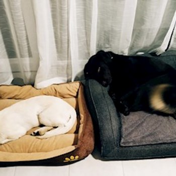 thumbnail petsitter Brandýs nad Labem-Stará Boleslav or pet nanny for dogs cats