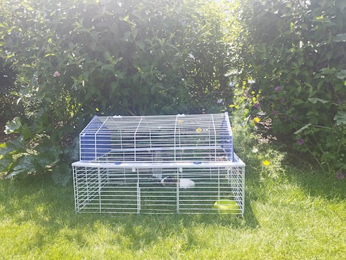 Adéla- petsitter Brandýs nad Labem-Stará Boleslav or Pet nanny for dogs cats