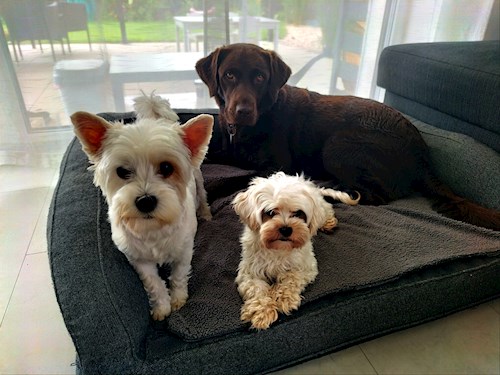 Adéla- petsitter Brandýs nad Labem-Stará Boleslav or Pet nanny for dogs cats