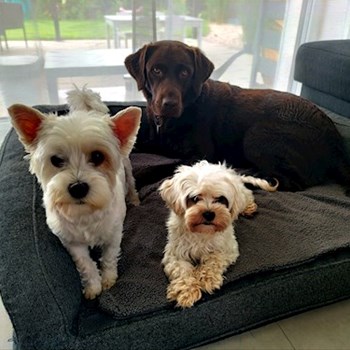 thumbnail petsitter Brandýs nad Labem-Stará Boleslav or pet nanny for dogs cats