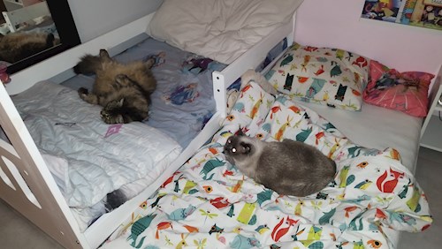 Adéla- petsitter Brandýs nad Labem-Stará Boleslav or Pet nanny for dogs cats