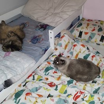 thumbnail petsitter Brandýs nad Labem-Stará Boleslav or pet nanny for dogs cats