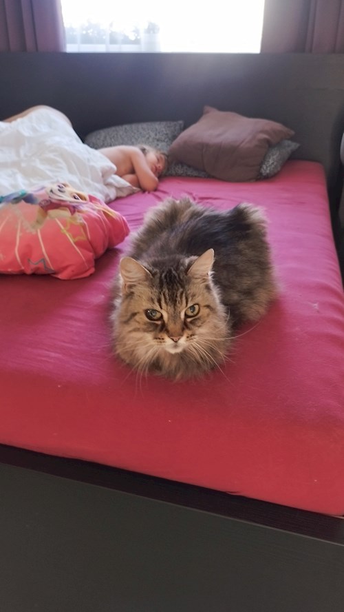 Adéla- petsitter Brandýs nad Labem-Stará Boleslav or Pet nanny for dogs cats