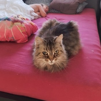 thumbnail petsitter Brandýs nad Labem-Stará Boleslav or pet nanny for dogs cats