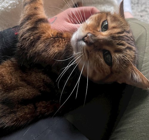 Eliška- petsitter praha 8 nebo Páníček pro psi kočky