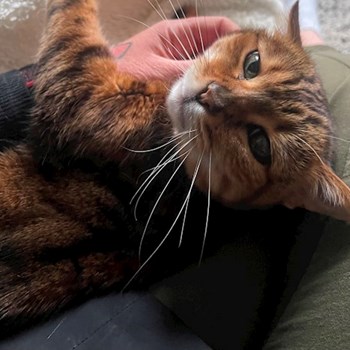 thumbnail petsitter praha 8 nebo páníček pro psi kočky