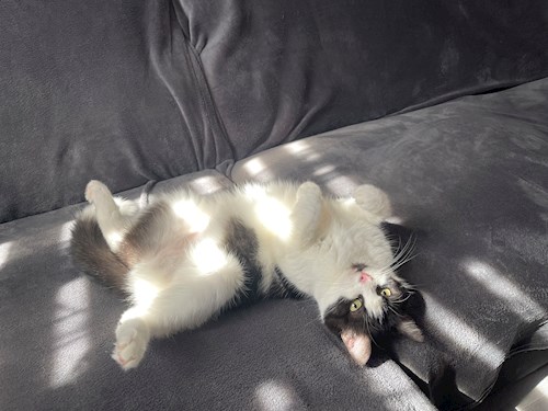 Eliška- petsitter praha 8 nebo Páníček pro psi kočky