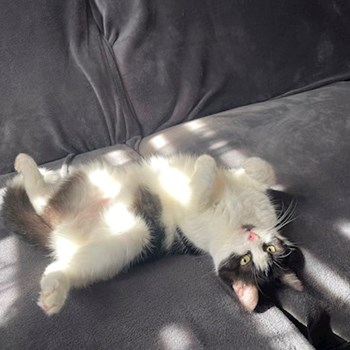 thumbnail petsitter praha 8 nebo páníček pro psi kočky