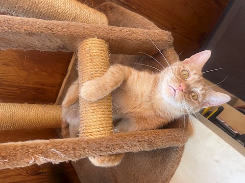 Eliška- petsitter praha 8 nebo Páníček pro psi kočky