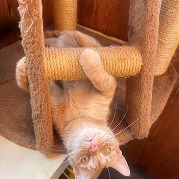 thumbnail petsitter praha 8 nebo páníček pro psi kočky