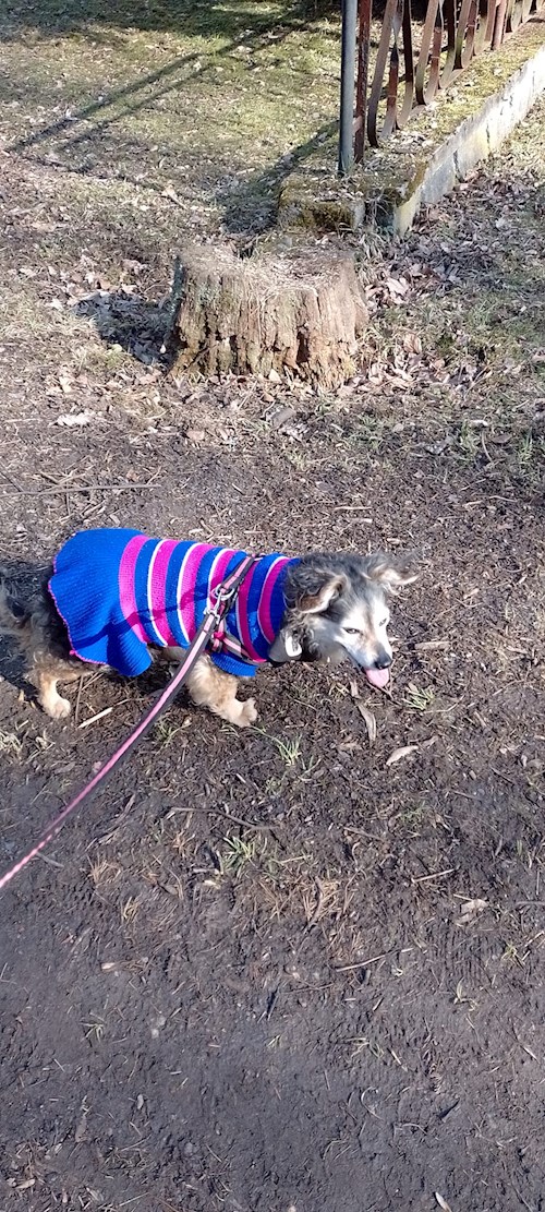 Tereza- petsitter Most nebo Páníček pro psi kočky