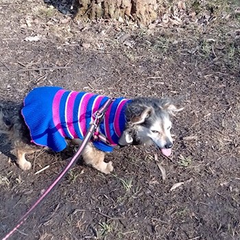 thumbnail petsitter Most nebo páníček pro psi kočky