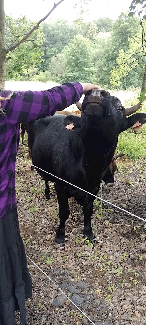 Tereza- petsitter Most nebo Páníček pro psi kočky