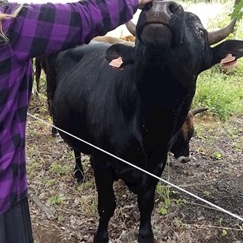 thumbnail petsitter Most nebo páníček pro psi kočky