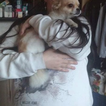 thumbnail petsitter Most nebo páníček pro psi kočky