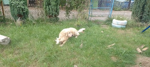 Tereza- petsitter Most nebo Páníček pro psi kočky