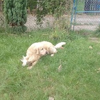 thumbnail petsitter Most nebo páníček pro psi kočky