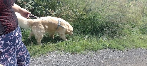 Tereza- petsitter Most nebo Páníček pro psi kočky