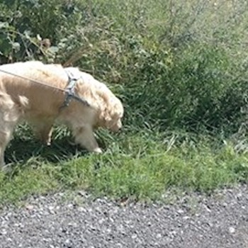 thumbnail petsitter Most nebo páníček pro psi kočky