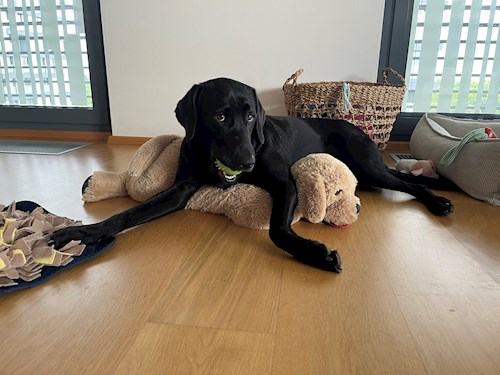 Kristyna- petsitter Praha nebo Páníček pro psi