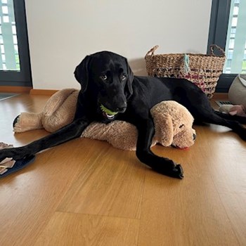 thumbnail petsitter Praha nebo páníček pro psi