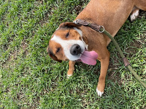 Kristyna- petsitter Praha nebo Páníček pro psi