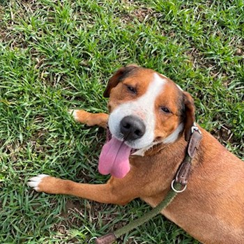 thumbnail petsitter Praha nebo páníček pro psi