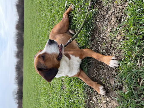 Kristyna- petsitter Praha nebo Páníček pro psi