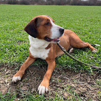 thumbnail petsitter Praha nebo páníček pro psi