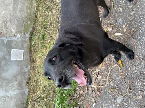 Kristyna- petsitter Praha nebo Páníček pro psi