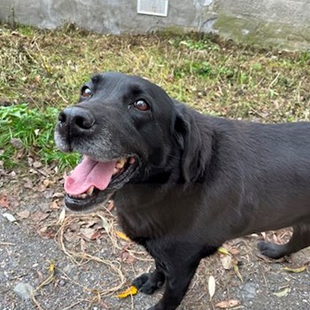 thumbnail petsitter Praha nebo páníček pro psi