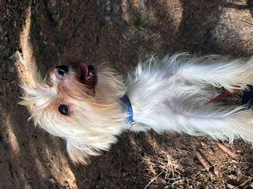 Kristyna- petsitter Praha nebo Páníček pro psi