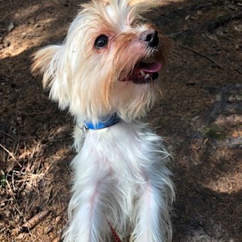 thumbnail petsitter Praha nebo páníček pro psi