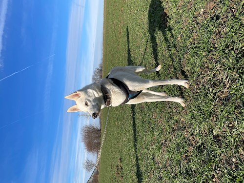 Kristyna- petsitter Praha nebo Páníček pro psi