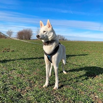 thumbnail petsitter Praha nebo páníček pro psi