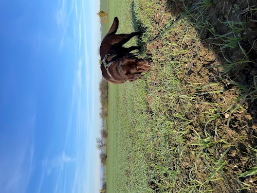 Kristyna- petsitter Praha nebo Páníček pro psi