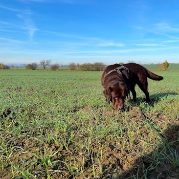 thumbnail petsitter Praha nebo páníček pro psi