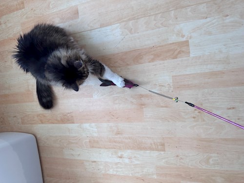 Eva- petsitter Brno nebo Páníček pro psi kočky