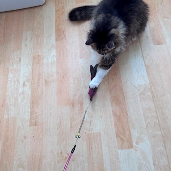 thumbnail petsitter Brno nebo páníček pro psi kočky