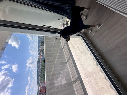 Eva- petsitter Brno nebo Páníček pro psi kočky