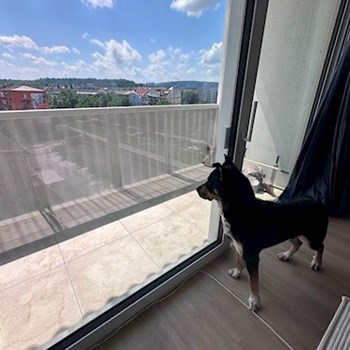 thumbnail petsitter Brno nebo páníček pro psi kočky