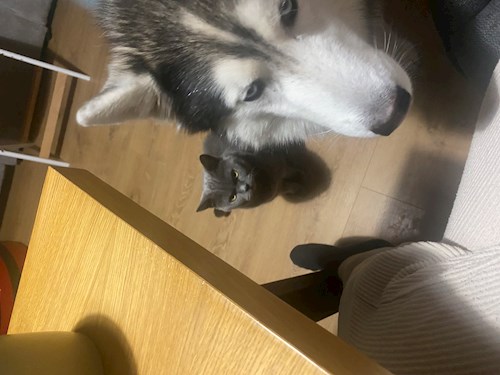 Eva- petsitter Brno nebo Páníček pro psi kočky