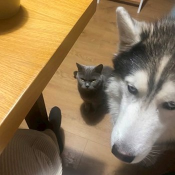 thumbnail petsitter Brno nebo páníček pro psi kočky