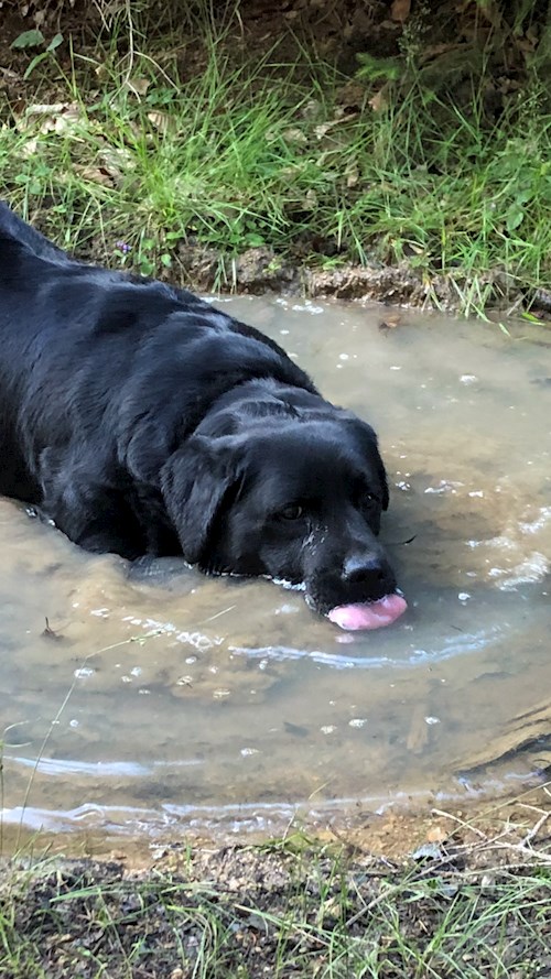 Kateřina- petsitter Biskupice or Pet nanny for dogs cats