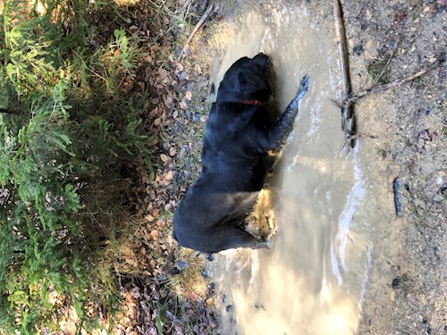 Kateřina- petsitter Biskupice or Pet nanny for dogs cats