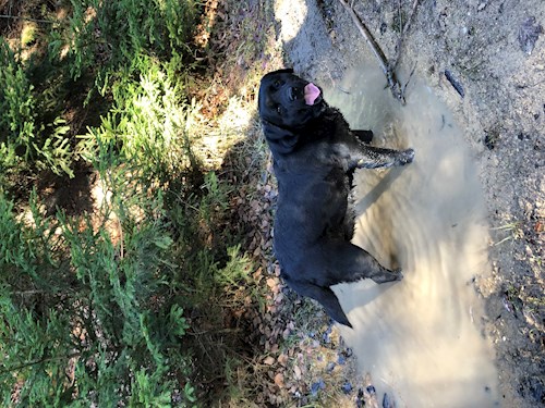 Kateřina- petsitter Biskupice or Pet nanny for dogs cats