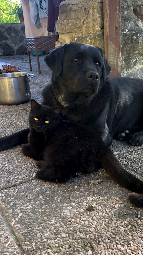 Kateřina- petsitter Biskupice or Pet nanny for dogs cats